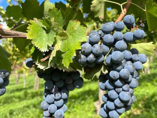Venta de uvas finas AGLIANICO y MONTEPULCIANO Apto para