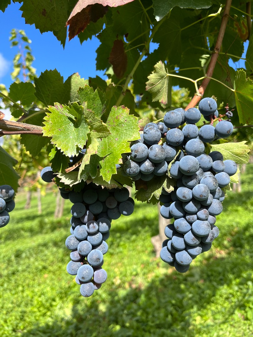 Venta de uvas finas AGLIANICO y MONTEPULCIANO Apto para vinificación, producto orgánico del viñedo familiar