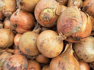 Vendo cebollas amarillas y rojas en camiones o por