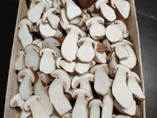 Setas boletus frescas (boletus edulis). 1º, 2º y 3º
