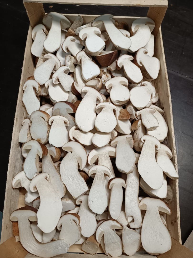Setas boletus frescas (boletus edulis)