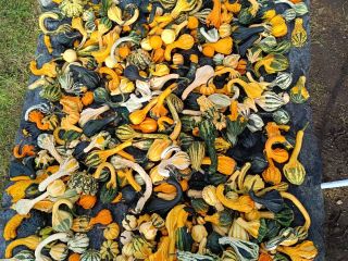 Hola, vendo una hermosa calabaza decorativa en varios colores
