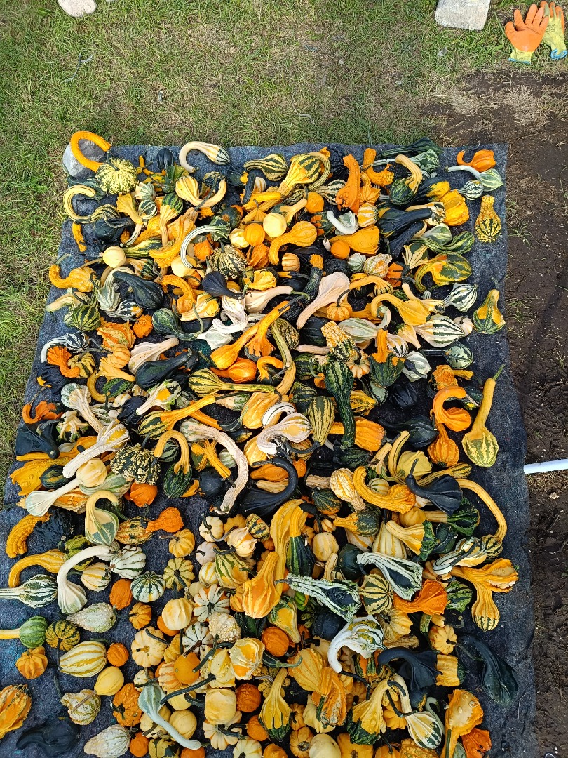 Hola, vendo una hermosa calabaza decorativa en varios colores y estampados