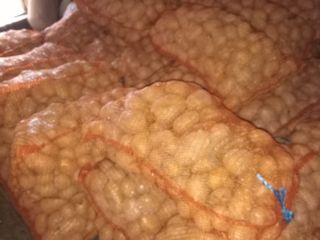 Vendo papas variedad carrera