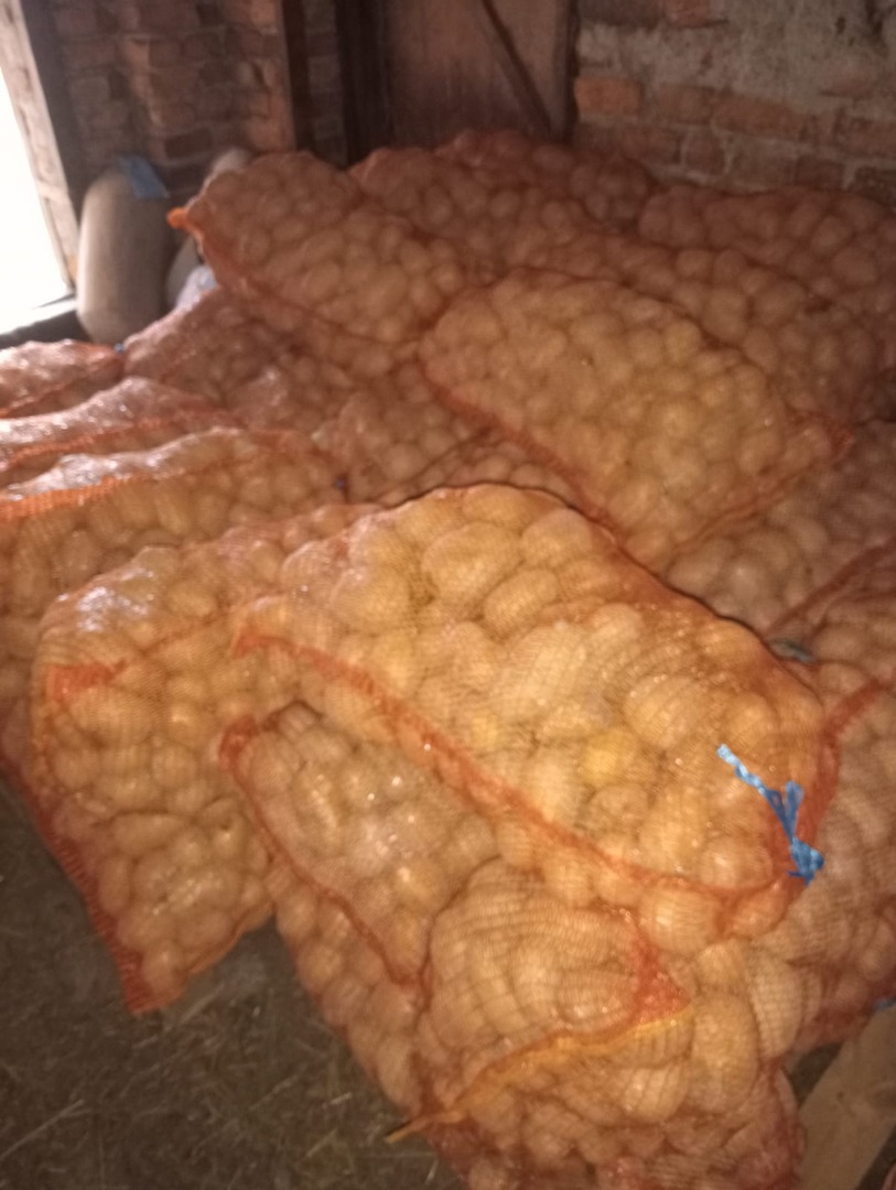 Vendo papas variedad carrera