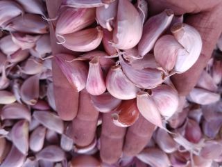 Vendo ajos en dientes recién picados, titulados en España.