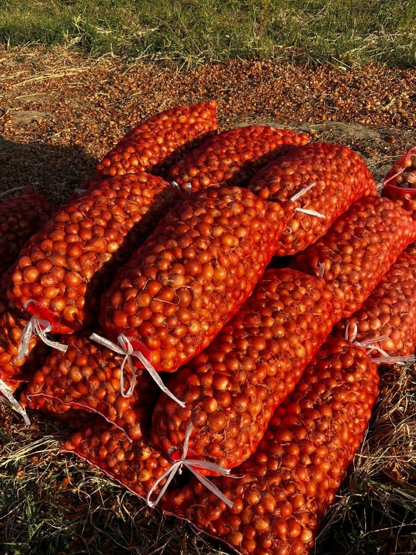 Cebolla amarilla calibre 50/90 mm, bolsa de 30 kg Podemos entregar a cualquier lugar del mundo No dude en contactarnos en cualquier momento + [número de