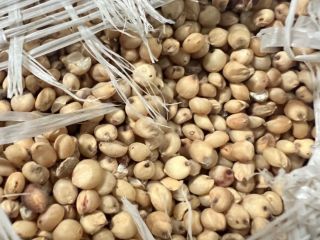 Vendemos sorgo blanco, más información +[teléfono]