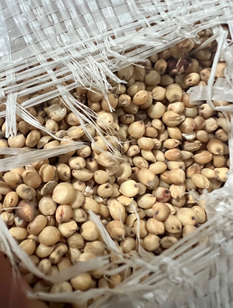Vendemos sorgo blanco, más información +[teléfono]