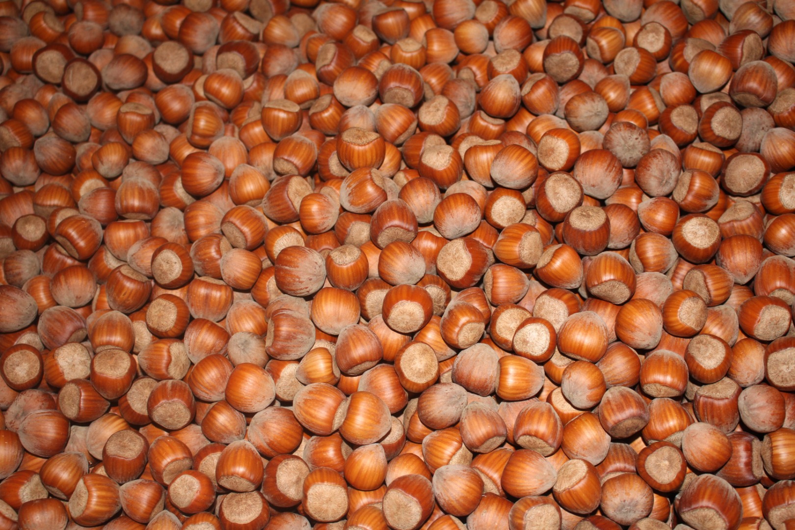 ¡Las avellanas BIO (con cáscara) controladas por Biokontroll Hungária Kft se venden directamente del productor! Se puede coordinar la entrega