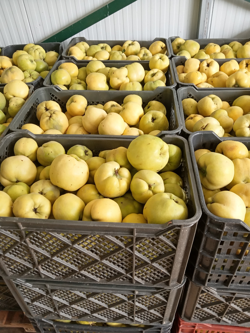 Membrillo variedad Géant de Vranja, en conversion Bio certificada