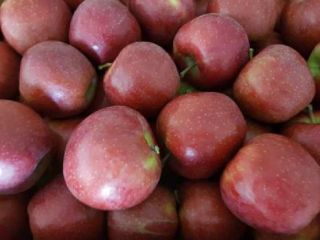 Ofrecemos manzanas Red Jonaprice. Todos los calibres. Envasadas en