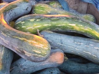Venderé unas 2 toneladas de calabaza piena lunga, a