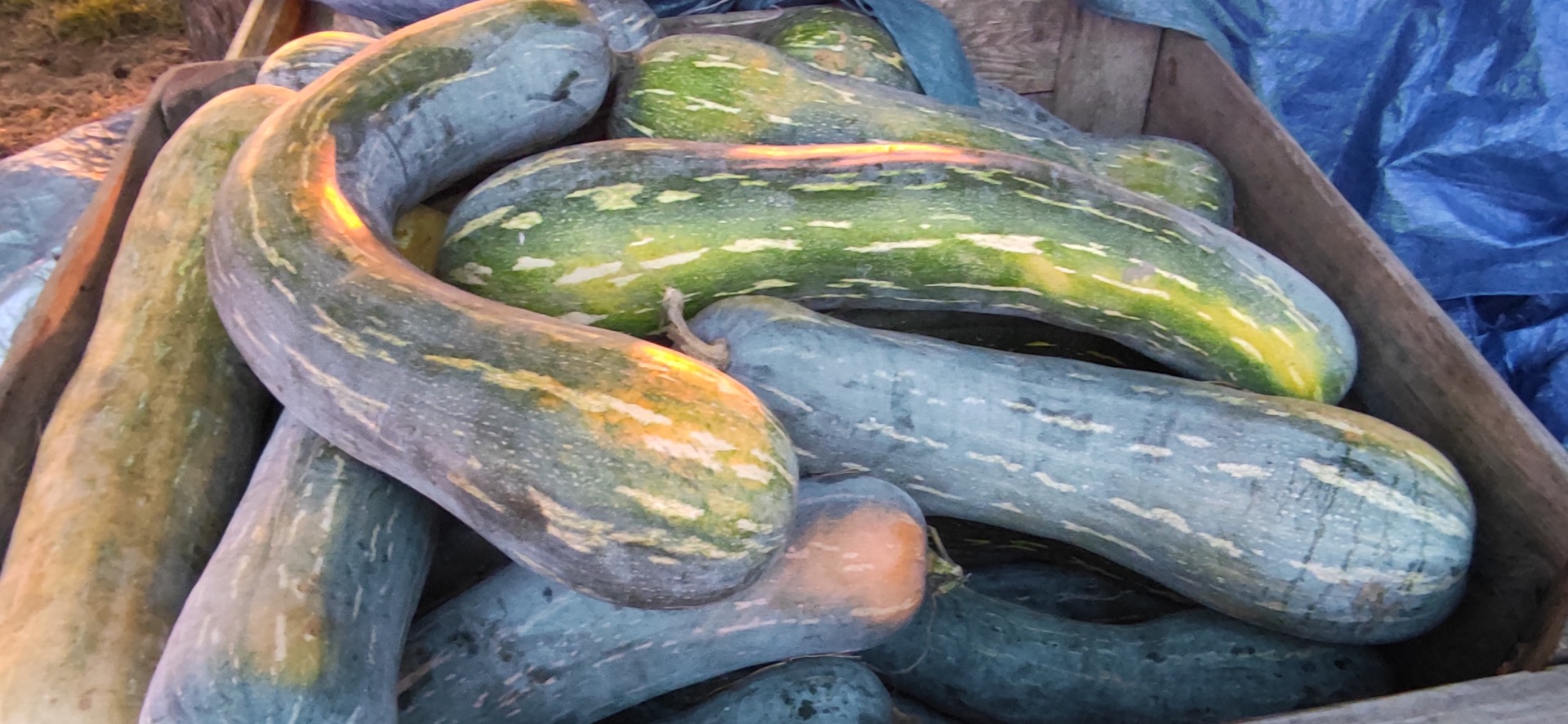 Venderé unas 2 toneladas de calabaza piena lunga, a un precio de 2 PLN el kilogramo, y unos 400 kg de calabaza de Hokkaido, a un precio de 2 PLN el kilogramo