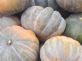 Hola, tengo calabazas de halloween y moscatel, por favor
