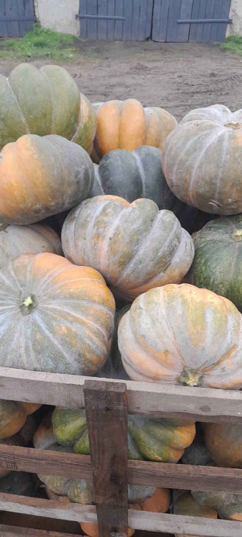Hola, tengo calabazas de halloween y moscatel, por favor contáctame para cantidades menores o mayores