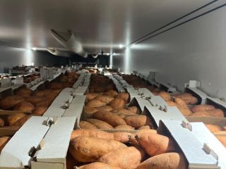 Vendo batatas de Egipto, caja de 6 kg, tamaño: