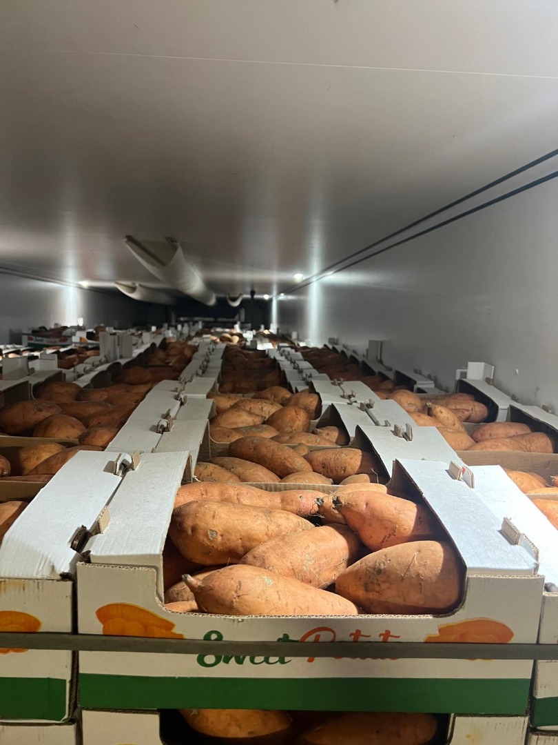 Vendo batatas de Egipto, caja de 6 kg, tamaño: L1-L2-XL
