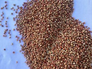 Sorgo rojo en venta | Precio a consultar