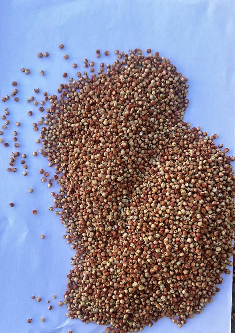 Sorgo rojo en venta | Precio a consultar