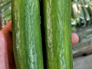 Vendo pepino de invernadero de 2da clase. Cantidades al