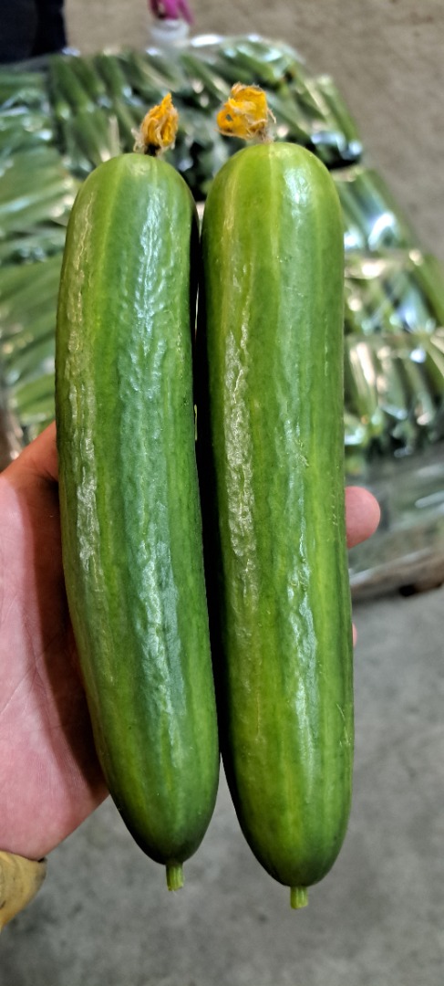 Vendo pepino de invernadero de 2da clase