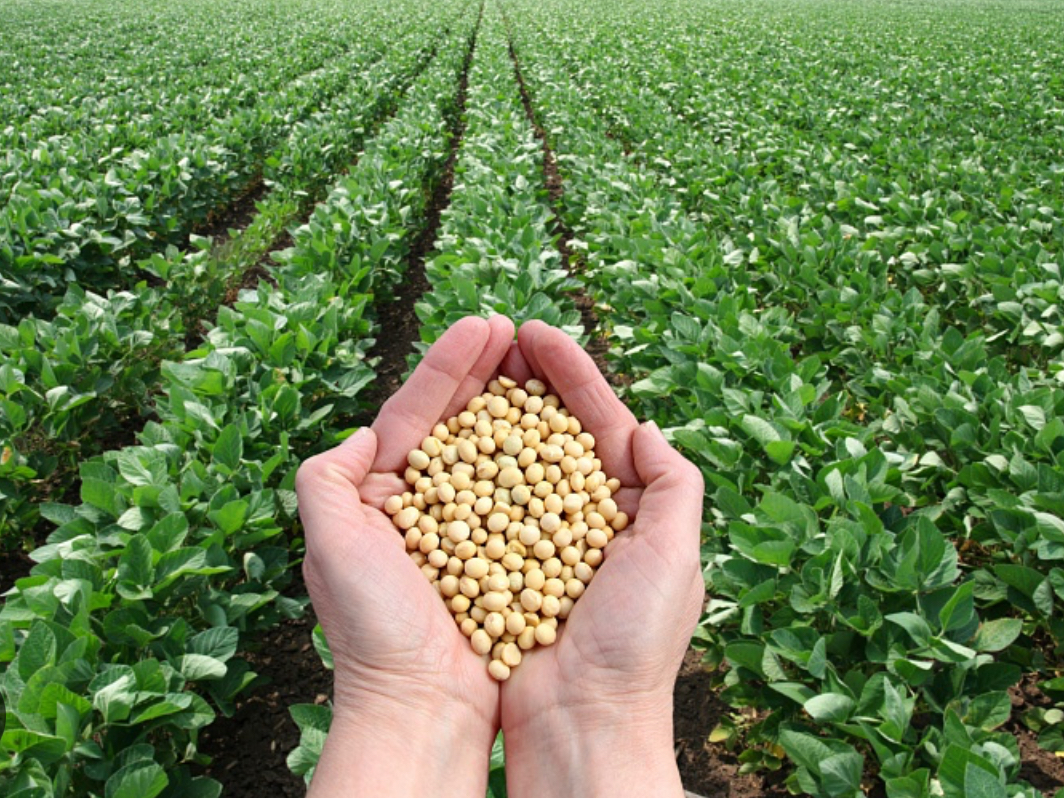 Venderé soja del productor de Ucrania