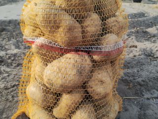 Vendo papa variedad Jurek, de tierra liviana, cantidades camioneras.