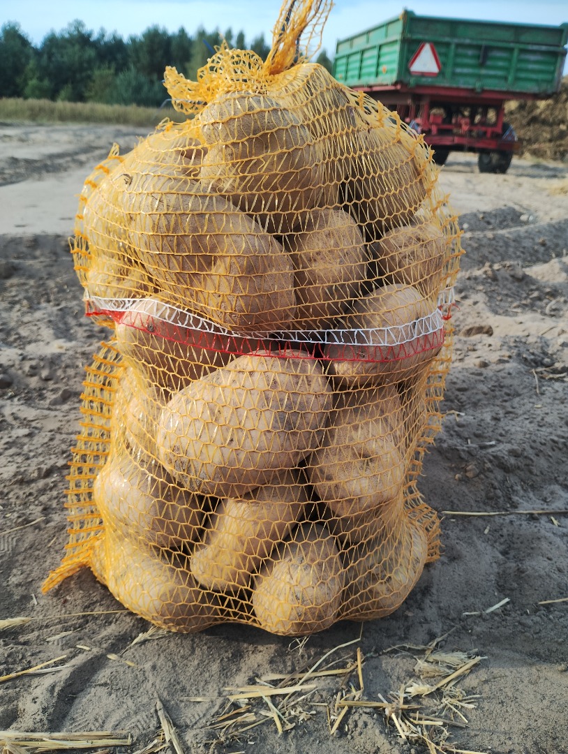 Vendo papa variedad Jurek, de tierra liviana, cantidades camioneras