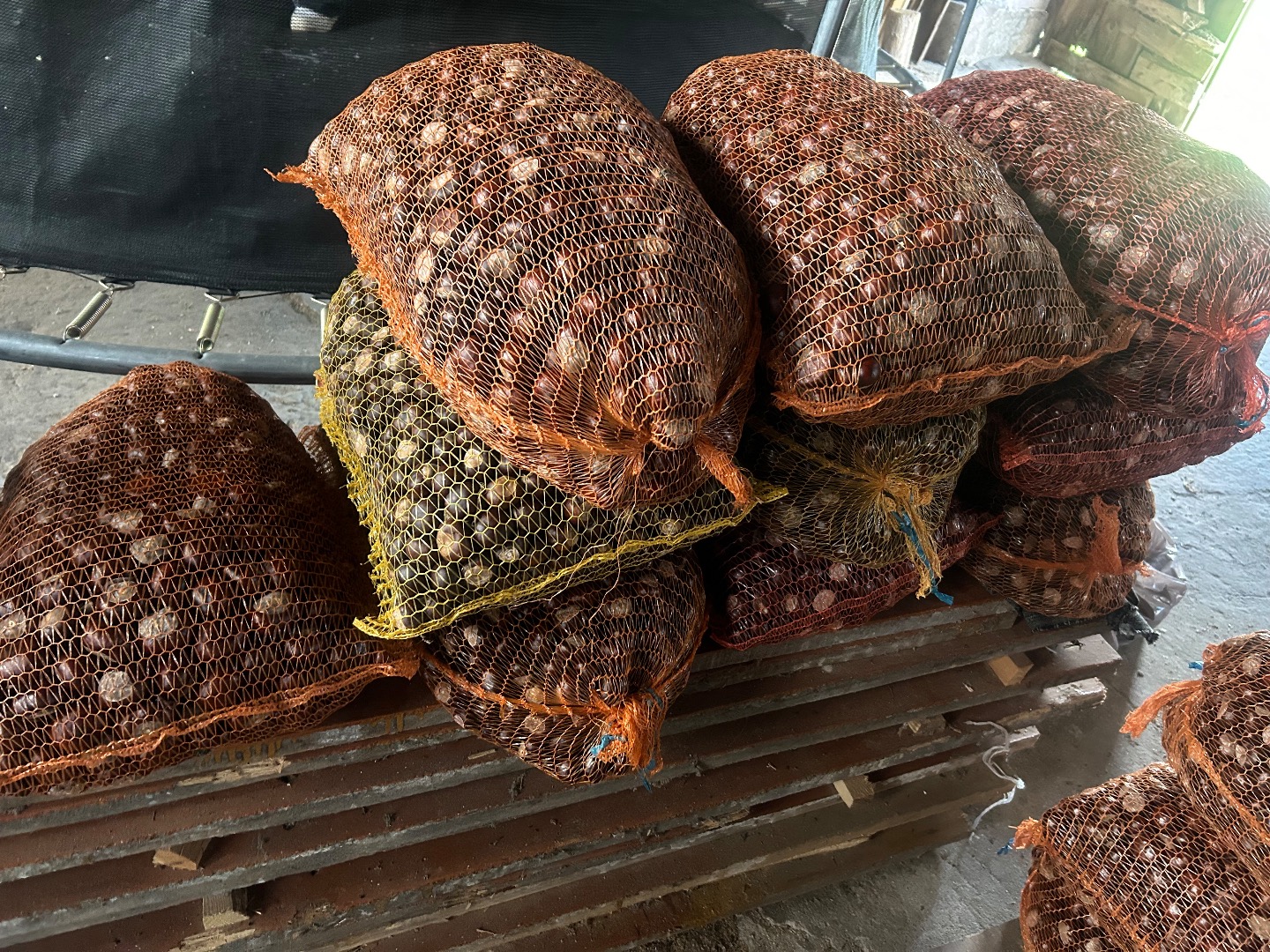 Venderé 300 kg de castañas envasadas en sacos de 18 kg
