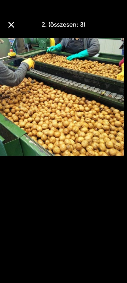 Se venden nueces con cáscara de este año de Milótai, Alsószentiváni, con piel fina de papel, 1500 pies por kg