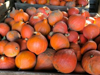 Calabazas de Hokkaido a la venta en grandes cantidades