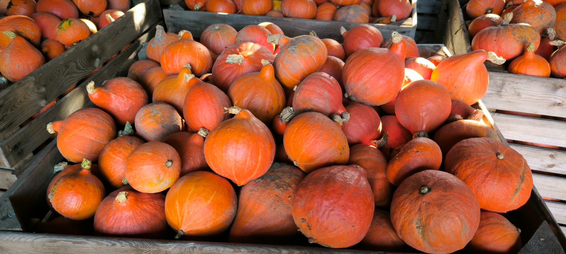 Calabazas de Hokkaido a la venta en grandes cantidades
