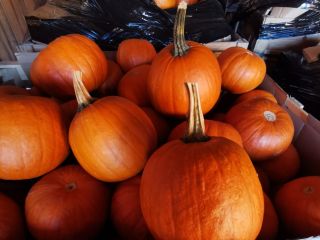Se vende calabaza. Calibre 1-10kg. Variedades Gómez, Racer y
