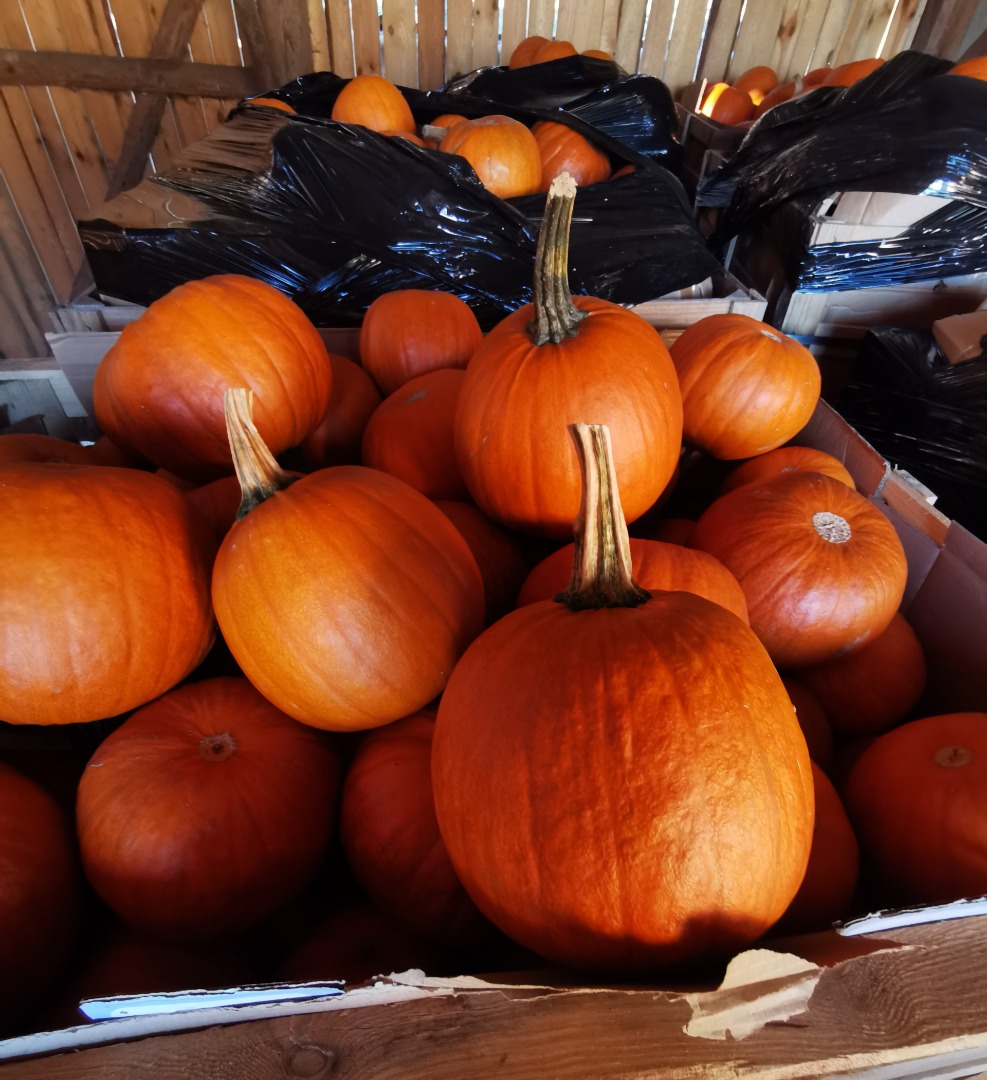 Se vende calabaza