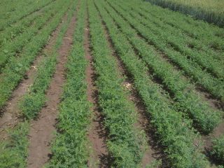 Garbanzos, 2024, calibres 6 y 7 mm en bolsas