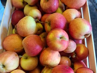 Vende manzanas de diferentes variedades Jona Gold,Elster,Golden Delicius.