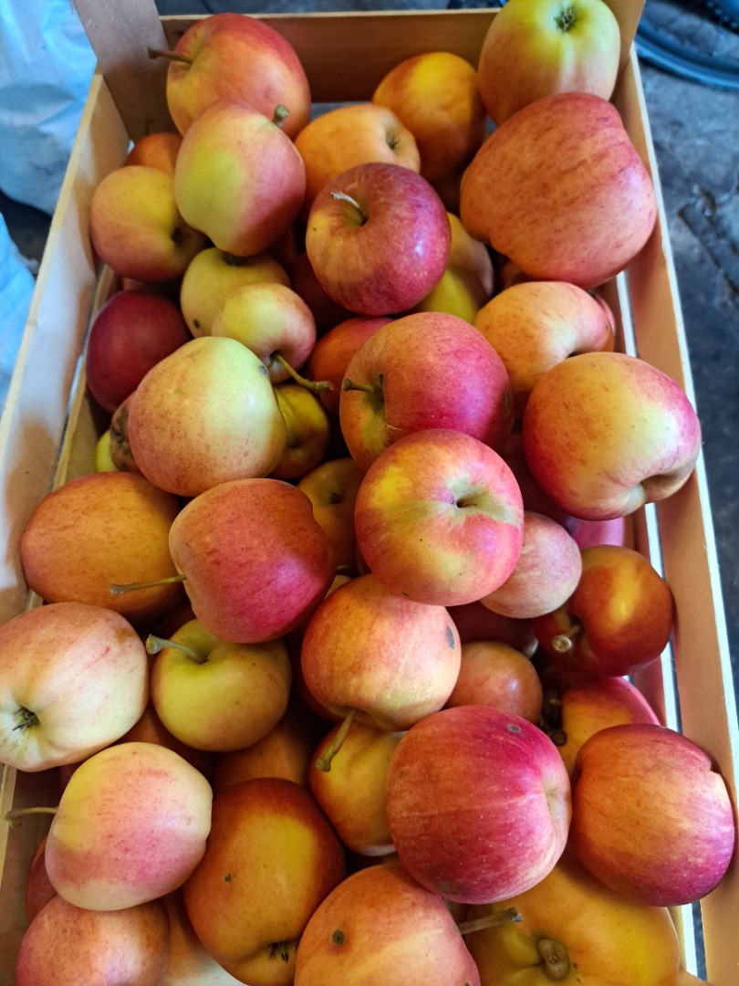 Vende manzanas de diferentes variedades Jona Gold,Elster,Golden Delicius
