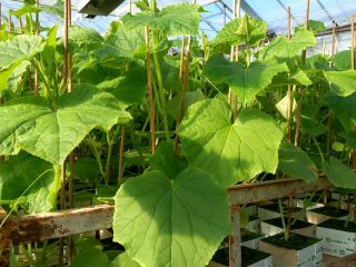 Hola, vendo plantones de pepino Machos de 3-4 semanas,