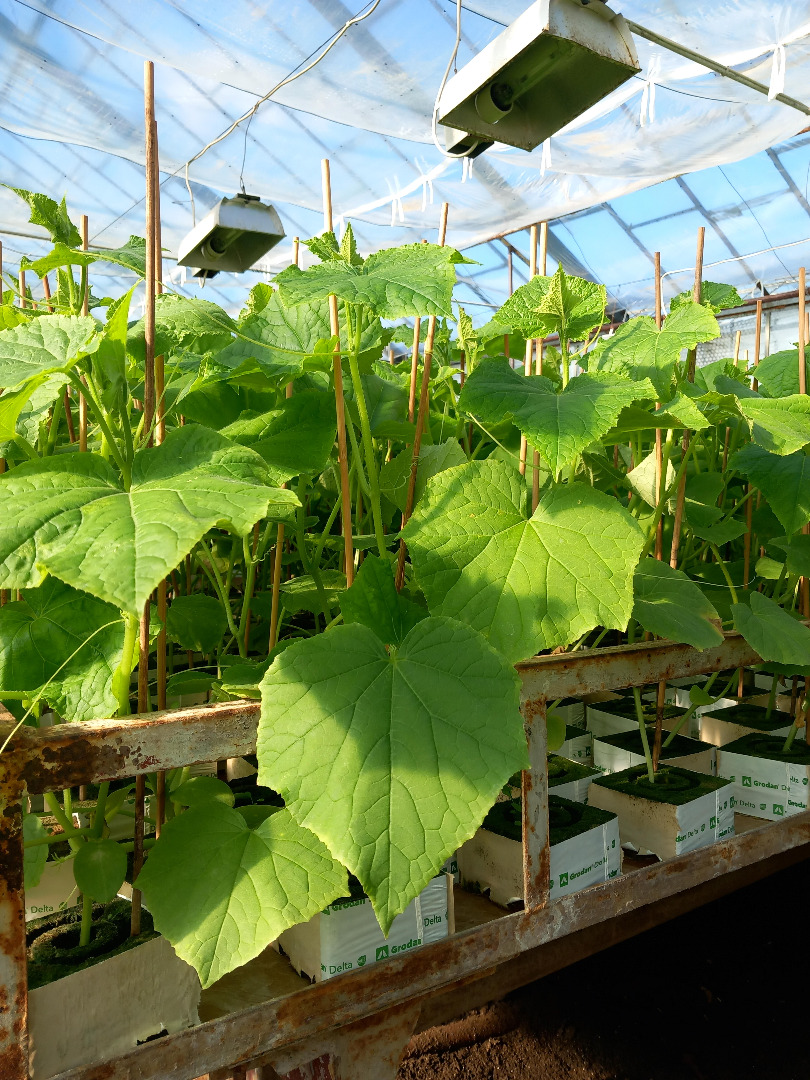 Hola, vendo plantones de pepino Machos de 3-4 semanas, tengo 35.000