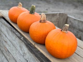 Venta de calabazas Gómez. De 1 a 4 kilogramos.