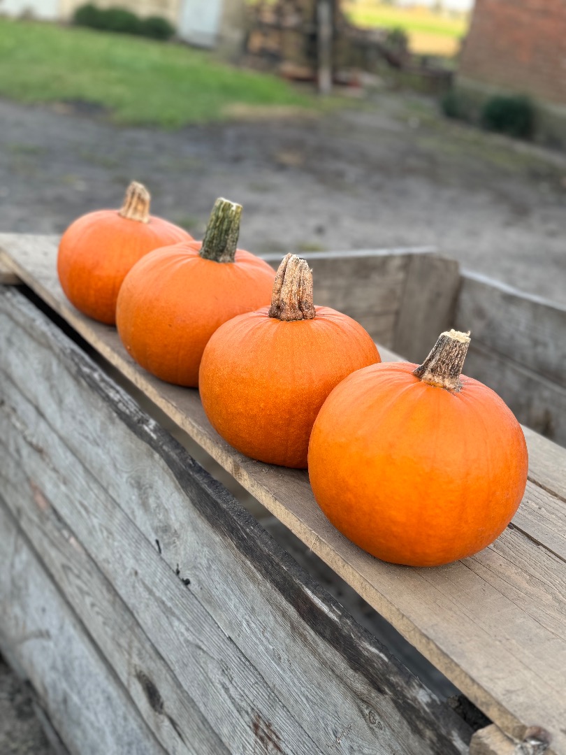 Venta de calabazas Gómez