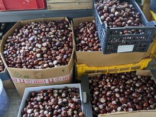 Venderé unos 500 kg de castañas (posiblemente más), recolectadas