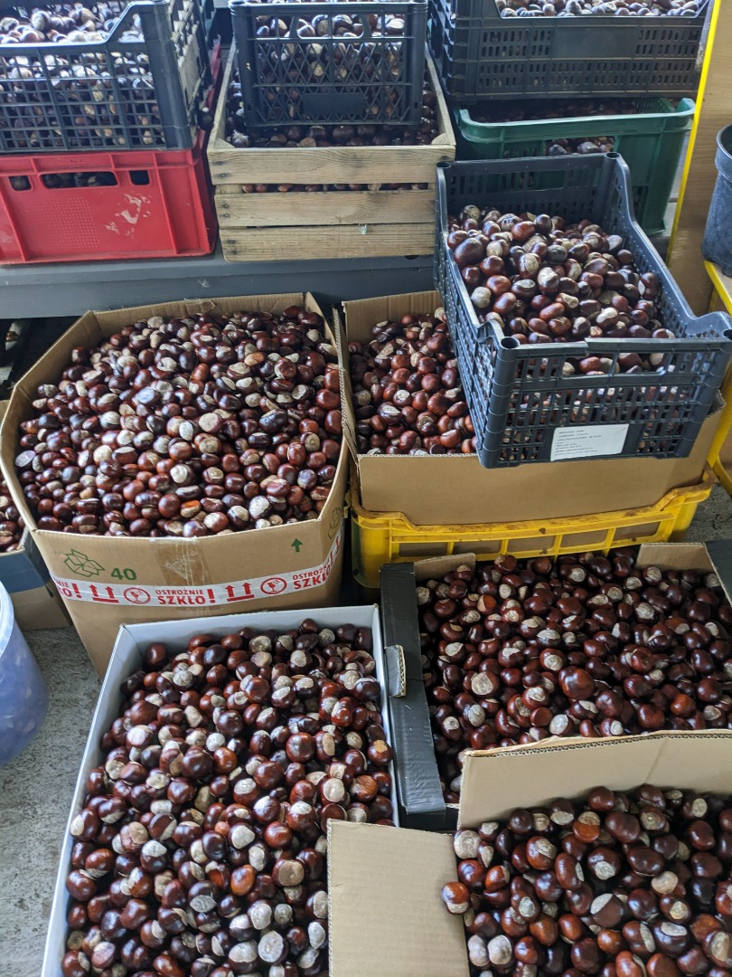 Venderé unos 500 kg de castañas (posiblemente más), recolectadas en septiembre de 2024, de gran calidad, sin cáscara, sin grietas, sin moho