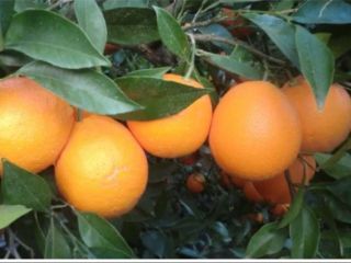 Venderé naranjas importadas de España. Naranjas con alto contenido