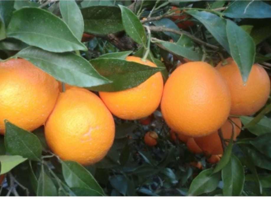 Venderé naranjas importadas de España