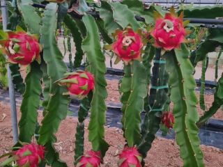 LOCAL BROKER Fruits Spain __________ Pitahayas- Dragon Fruit----- *