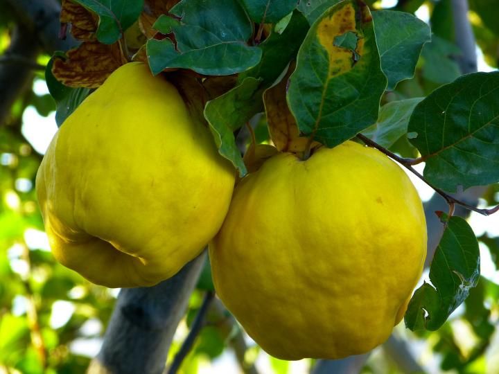 Vendo el membrillo de mi finca, esta 100% ecologico