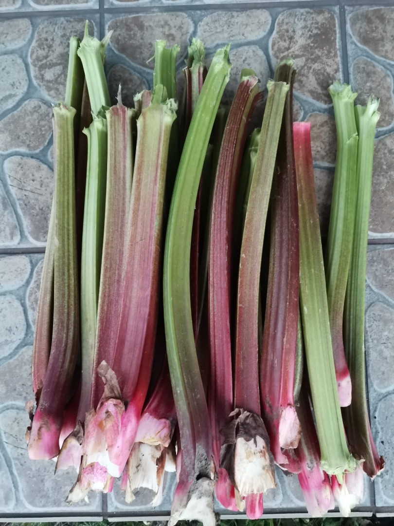 Hola, vendo ruibarbo Leader de plantación joven, aproximadamente 5t, cortado por un lado o por ambos lados, posible transporte