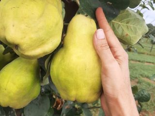 Ofrezco a la venta el fruto del membrillo de